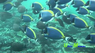 MaldivesSurgeonfish PowderblueSailfinDoktorfische WeißkehlSegelflossen [upl. by Azeret]