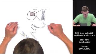 DNA Chromosomes and Genes [upl. by Eshman]