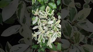 ficus compacta variegated plant schefflera variegated youtube shot feed viral shots [upl. by Eslud]