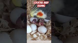 Cocktail baby feedingcockatielcocktailbreedingparrotparrottalkingparrotcarebirdsbabyparrot [upl. by Gnod413]