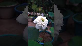 🤍White lotus 🪷 flowers nature [upl. by Roselyn]