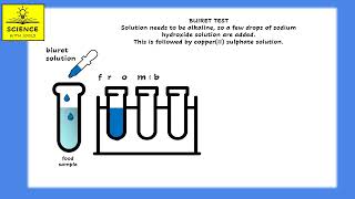 PROTEINS animation BIURET TEST FOR PROTEINS [upl. by Kahler]