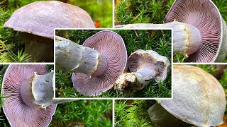 Bocksdickfuß oder Rötelritterling Ziegendickfuß ZiegenbockDickfuß Cortinarius camphoratus [upl. by Kalin357]