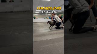 Handling a flyball dog dogs dogsports flyball [upl. by Pestana534]