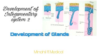 Development of Integumentary system Embryology  Part 2 Development of glands [upl. by Leonanie71]