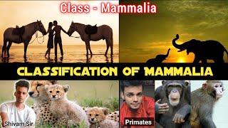 Lecture 12  Classification Of Class Mammalia  Prototheria amp Theria  Eutheria and Metatheria 🐒 [upl. by Guerin]