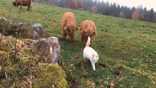 Scottish Highland Cattle In Finland Cat is interesting and scary [upl. by Nosiddam]