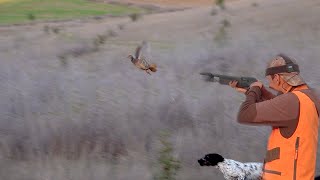 Chasse perdrix avec chien darrêt  Partridge Hunting  caccia perdiz قنص الحجل البري [upl. by Nets]