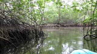 Ecuadorian Mangroves REMACAM I [upl. by Enyaw]