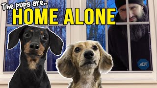 Ep13 The Dogs are HOME ALONE  then Puppy Burglar Arrives 😲 [upl. by Netti]