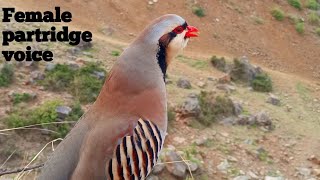 National Bird of Pakistan Chukar soundChakor ki awazЗвуки самки чукара [upl. by Yhtommit]