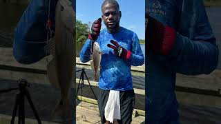 redfish reddrum fishing saltwater love [upl. by Willyt390]