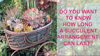 Learning About Succulent Arrangements and How to Water Succulents [upl. by Adon]