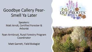 Invasive Callery Pear Tree Control and Elimination [upl. by Nylsirhc268]