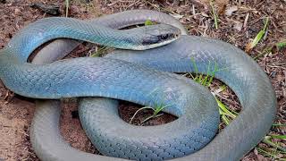 Interesting facts about Blue racer by weird square [upl. by Urd254]