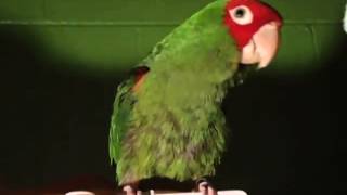 Female Cherry Head Conure Talking [upl. by Ynnek]