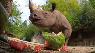 Hungry Rhino Squishes And Eats Giant Watermelon [upl. by Kingsly]