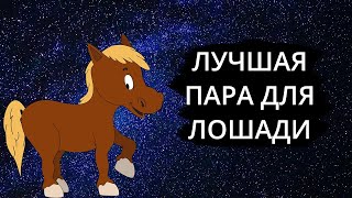 Совместимость знака ЛОШАДЬ  лучшая и худшая пара [upl. by Funda]