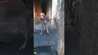 Chippiparai dog 🐕 shorts video [upl. by Ruhtracam334]