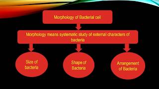 Morphology of Bacterial Cell  Microbiology with Sumi [upl. by Ireg]