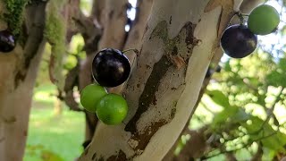 The Amazing Jaboticaba Fruit Tree here on the Big Island of Hawaii [upl. by Akciret]