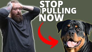 HOW TO STOP ROTTWEILER FROM PULLING [upl. by Garrison517]