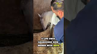 Can a Neglected Horse Be Saved 🐴💔 Watch the Incredible Transformation animals wildlife shorts [upl. by Ellerd230]