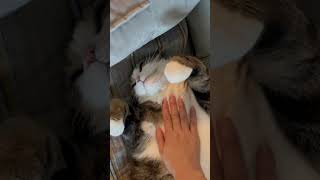 Soft amp Warm cat catvlogger catblogger kitten catlifestyle yourcat catlover catcorner pets [upl. by Auqinal]