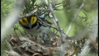 Creature Feature Goldencheeked Warbler [upl. by Spratt441]