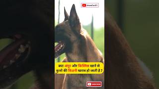 Facts about Dogs shorts shortsfeed youtubeshorts facts viral trending daily dailyfacts [upl. by Einwat744]