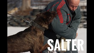 SALTER THE BANDOG 120 pounds heavy hitter protection work ultimate guardian [upl. by Marmawke]