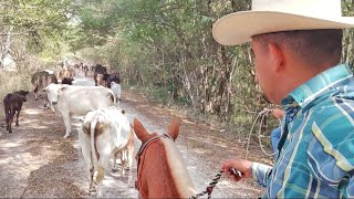 NOS FUIMOS A CAMBIAR LAS VACAS DE POTRERO CAMINAMOS 7KM [upl. by Rumilly]