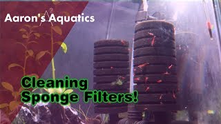 Sponge Filter Cleaning [upl. by Aratihc]