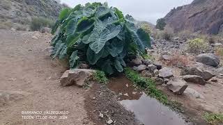 Reportaje Barranco Valsequillo Tecén Telde 01102024 [upl. by Tezzil]