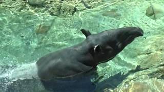 Malayan Tapir at Louisville Zoo June 2017 [upl. by Helm304]