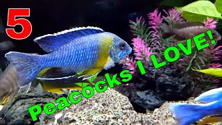 African Cichlids 5 Peacocks I Love [upl. by Longo512]