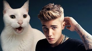 Justin Bieber  All That Matters  Cats Cover [upl. by Cirilo310]