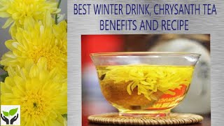 Best winter drink Chrysanthemum tea Benefits and recipe [upl. by Yevol976]