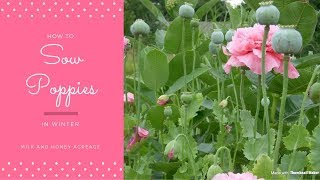 How to Sow Poppy Seeds 💚 Gardening In East Texas [upl. by Esiuqcaj]