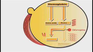 Antimalarial drugs animation Chloroquine [upl. by Far486]