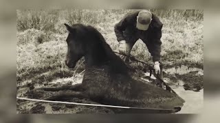 Man rescues crying wild horse You cant believe how grateful he is [upl. by Belden851]