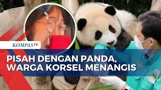 Begini Sosok Panda Fu Bao yang Bikin Warga Korsel Nangis [upl. by Tijnar]