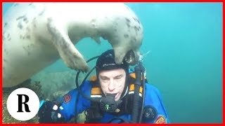 La foca si butta sul sub poi sono solo coccole marine [upl. by Carrelli671]