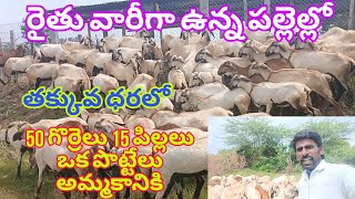 పల్లెల్లో రైతు వారీగా ఉన్న తక్కువ ధరలో 50 గొర్రెలు పిల్లలు 15 అమ్మకానికి వెంకీ 63056628564112024 [upl. by Gwennie]