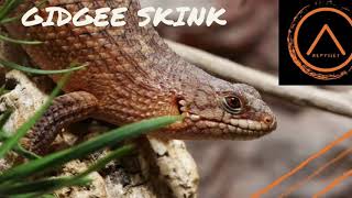 Gidgee Skink Quick Care Guide [upl. by Olivann]