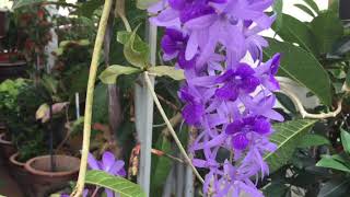 Sandpaper Vine Plants Purplish Flower [upl. by Nujra]