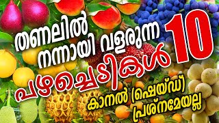 തണൽ കാരണം പഴച്ചെടി വെക്കാൻ കഴിയുന്നില്ലേ വഴിയുണ്ട് I Shade Fruit Plants [upl. by Lhary]