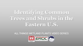 Identifying Common Trees and Shrubs in the Eastern US [upl. by Illom382]