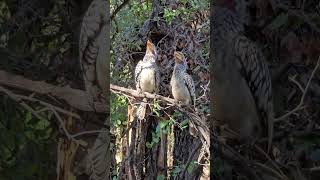 Southern YellowBilled Hornbills Observe Intriguing Sight in Kruger Park slowmotions brids short [upl. by Fredra470]