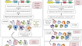 TS Chapitre24 La réponse immunitaire adaptative le répertoir [upl. by Zoilla]